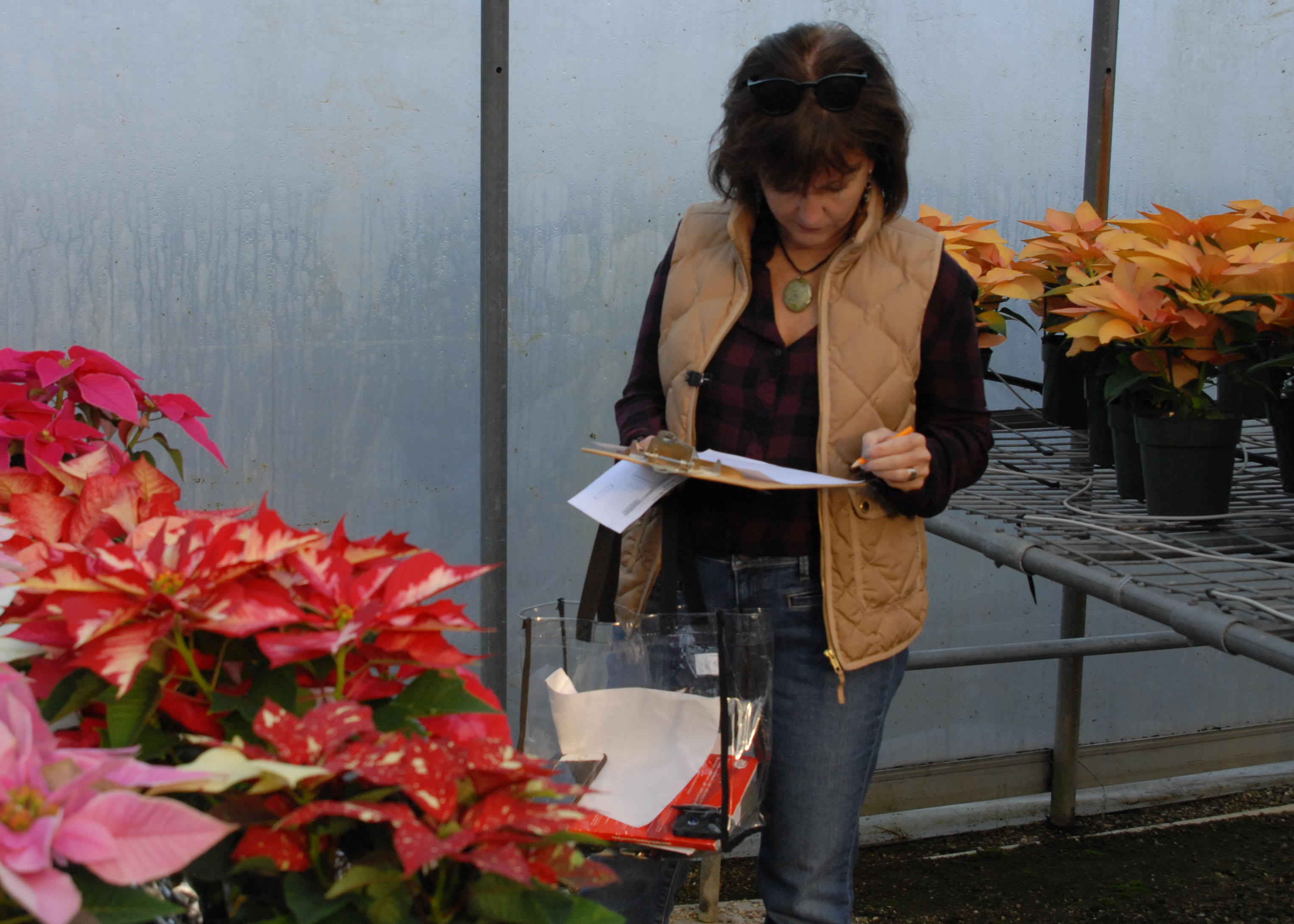 Hundreds of poinsettias on display at annual LSU AgCenter show, sale 